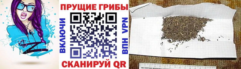 Псилоцибиновые грибы Cubensis  кракен сайт  Сатка 